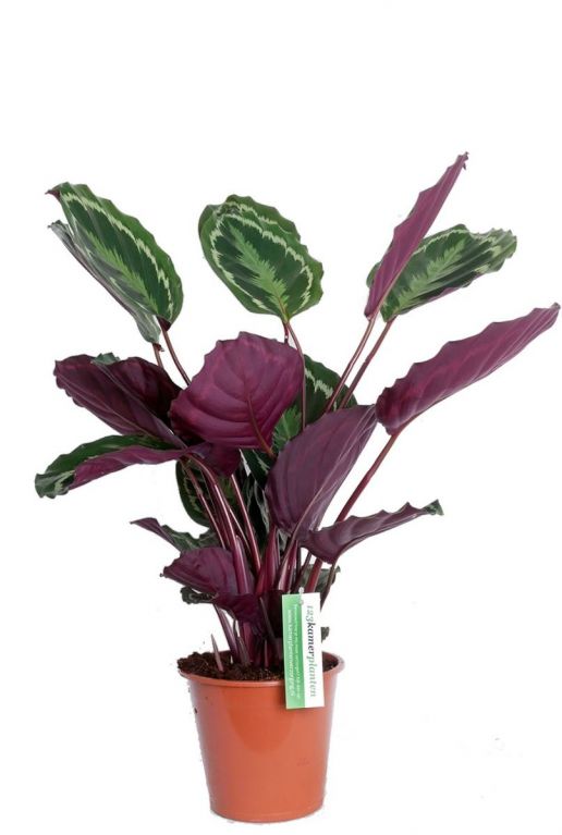 mooie calathea kamerplant