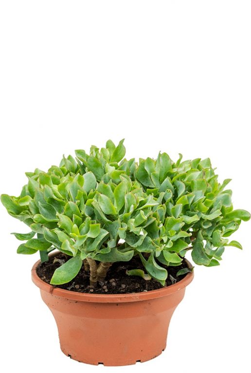 Crassula argentea