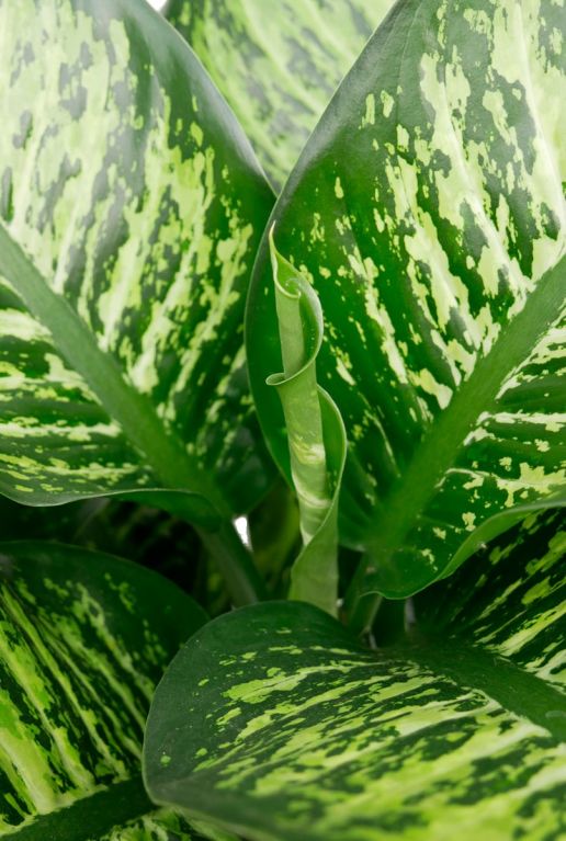 Dieffenbachia maroba