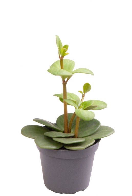 Peperomia hope stek