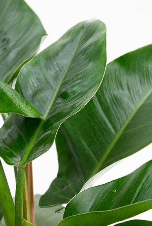 philodendron feuilles impériales