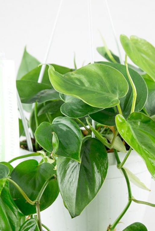 Philodendron scandens