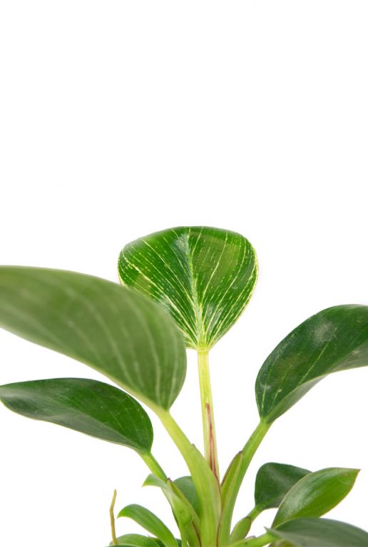 Philodendron-white-measure-closeup