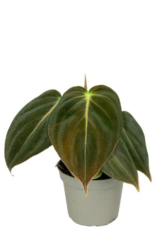 Philodendron melanochrysum stek