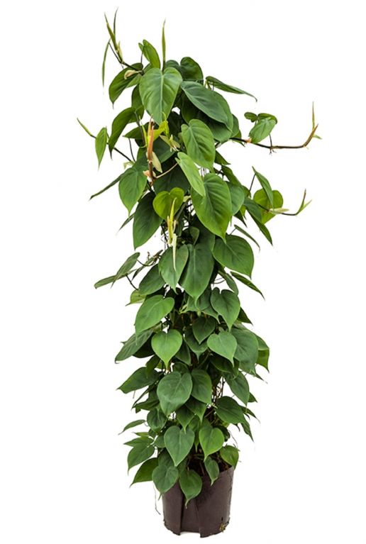 Philodendron scandens hydroponique