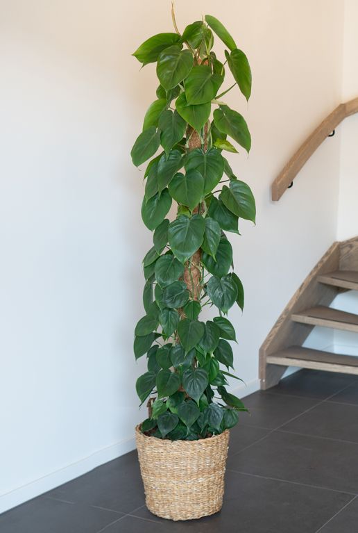 Philodendron scandens en panier