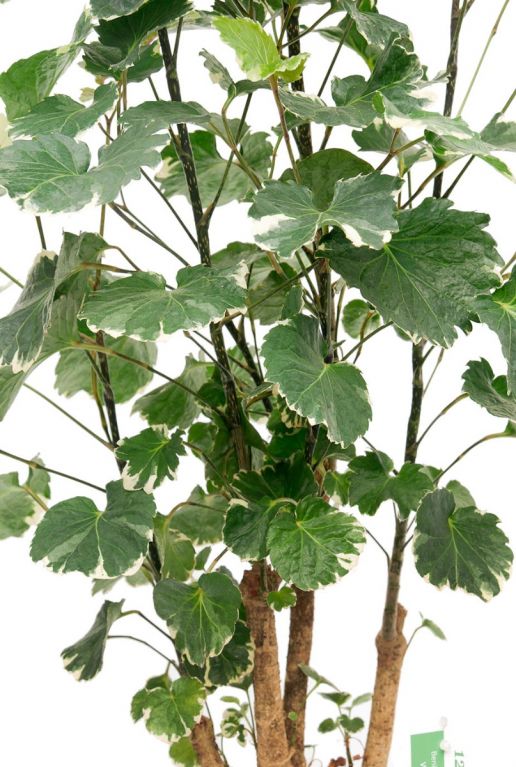 Aralia Balfourii