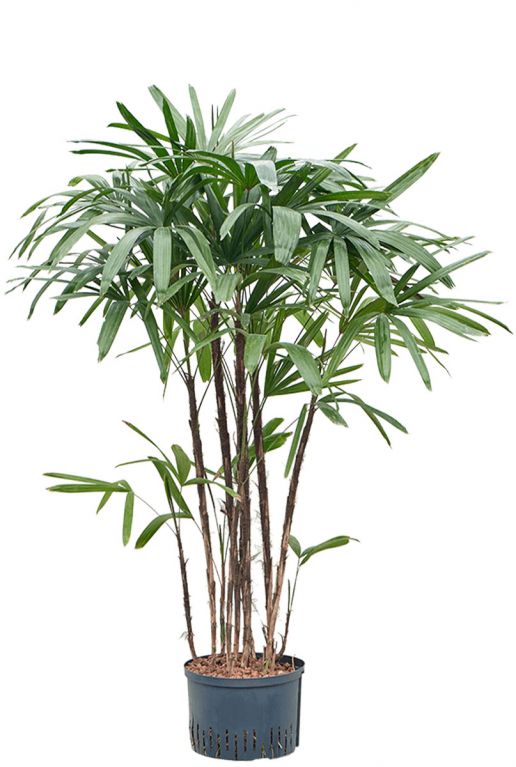 Rhapis excelsa hydrocultuur