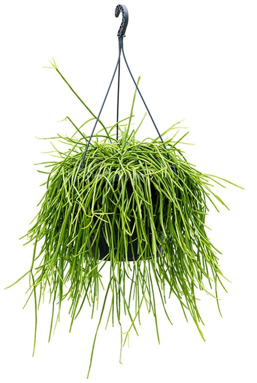 Rhipsalis kirbergii plant