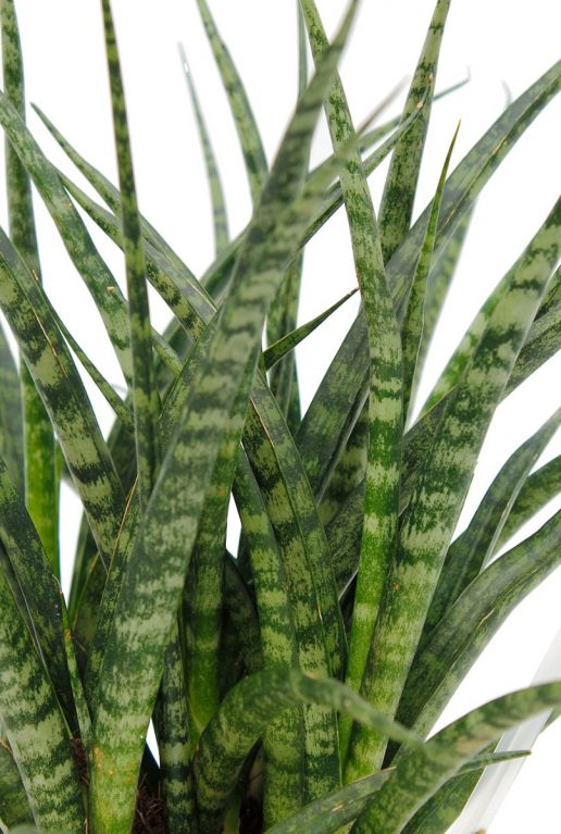 Sansevieria fernwood Punk feuilles 