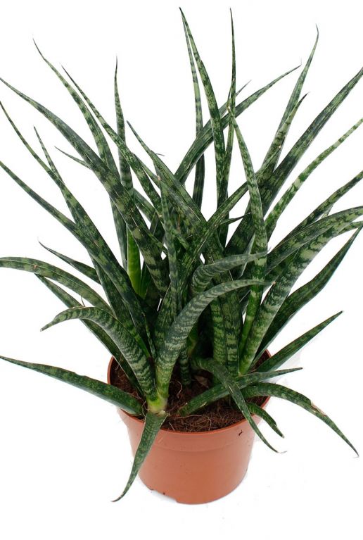 Sansevieria fernwood punk 