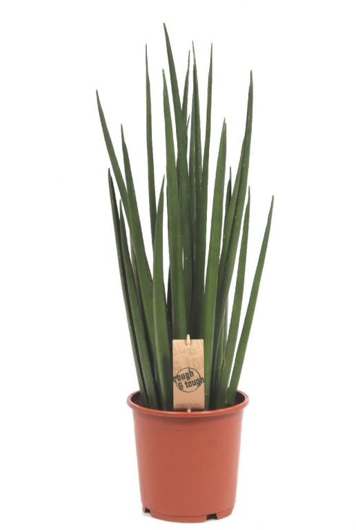 Sansevieria Katana