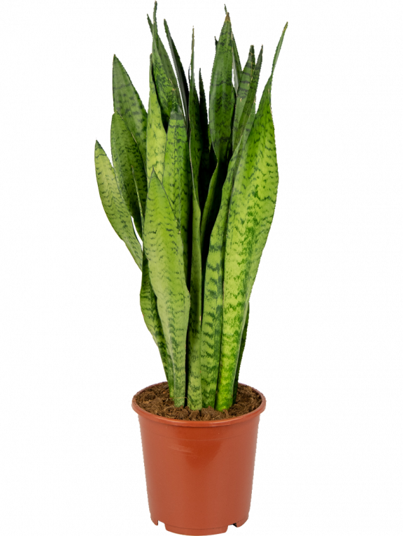 Sansevieria-zeylanica-vrouwentong-middel 2 1