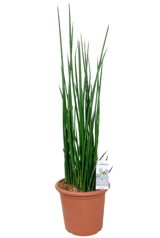 Sansevieria bacularis kamerplant