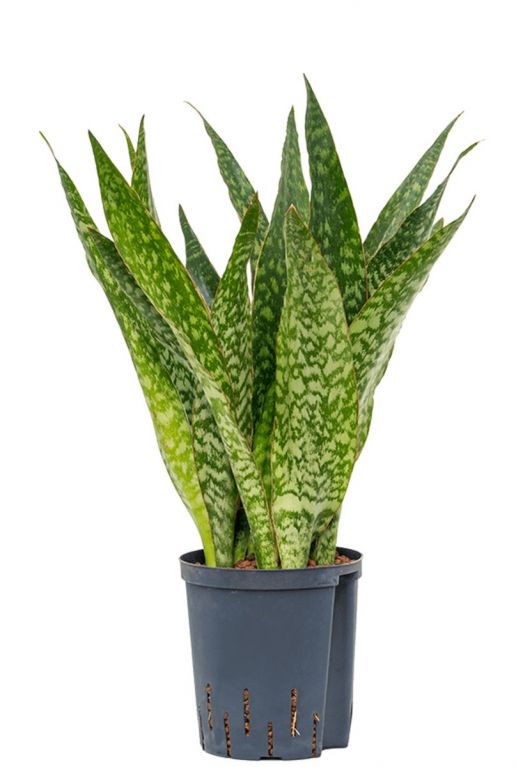 Sansevieria dragon hydrocultuur