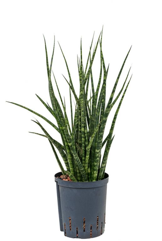 Sansevieria fernwood hydroplant