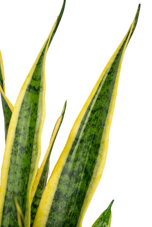 Sansevieria laurentii feuilles