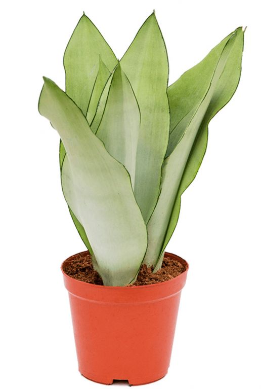 Sansevieria moonshine 5