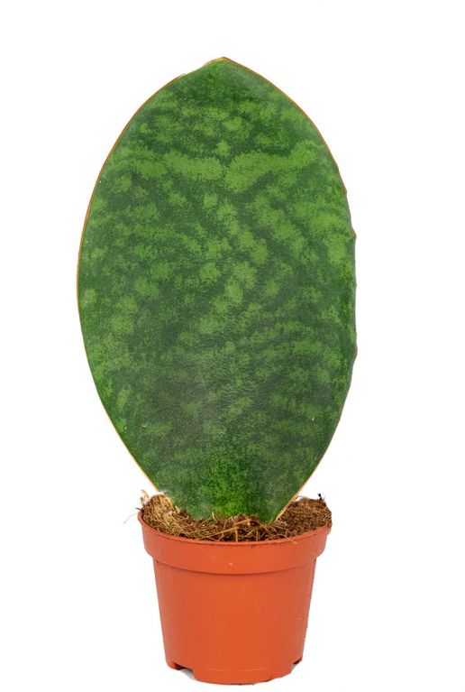 Sansevieria victoria