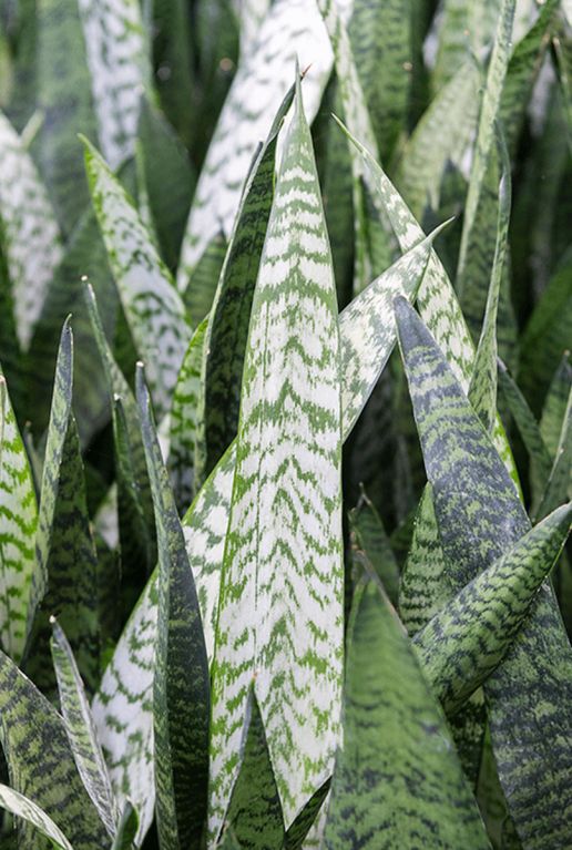 Sansevieria zeylanica blad