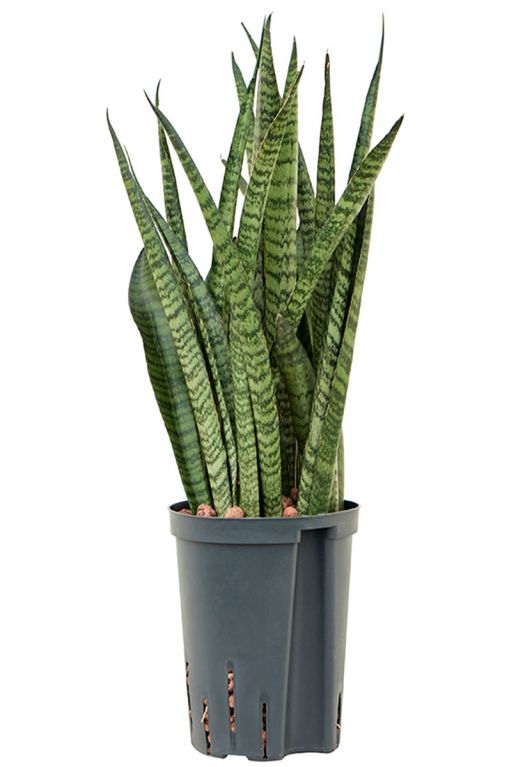 Sansevieria zeylanica hydroplanten