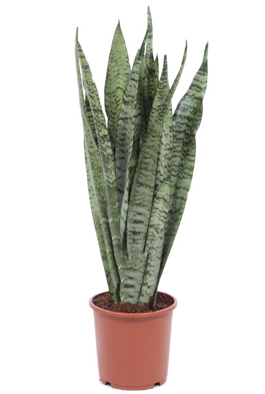 Sansevieria zeylanica planten