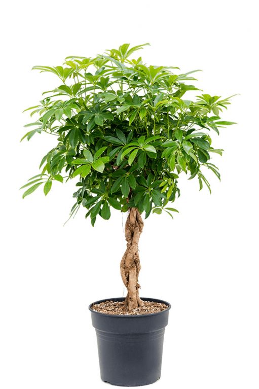 Schefflera boom kamerplant