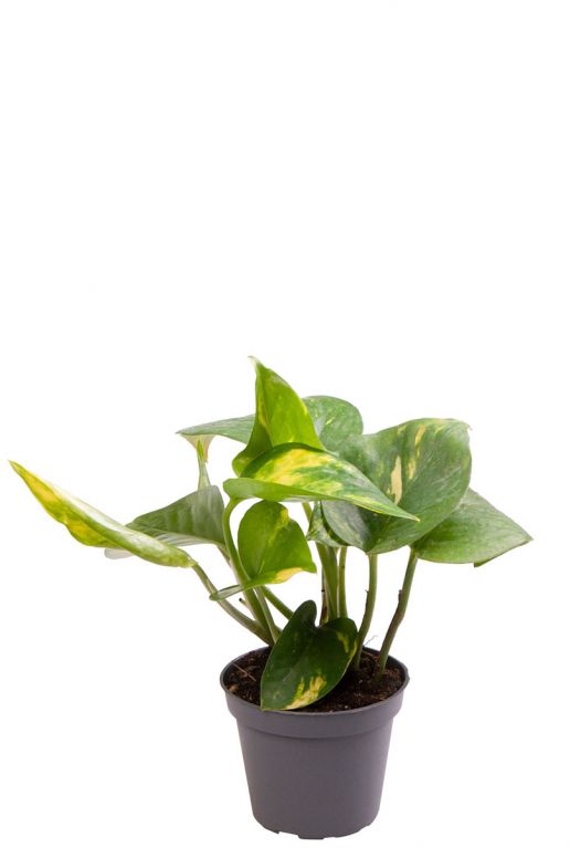 Scindapsus aureum 1