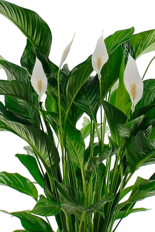 Spathiphyllum Sweet Lauretta