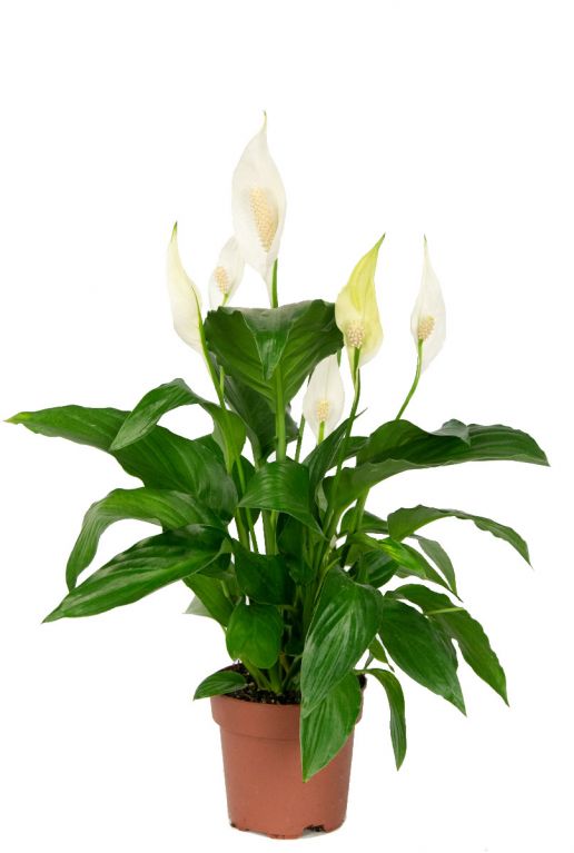 Spathiphyllum sweet rocco