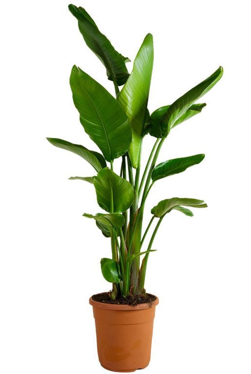 Strelitzia-augusta-groot