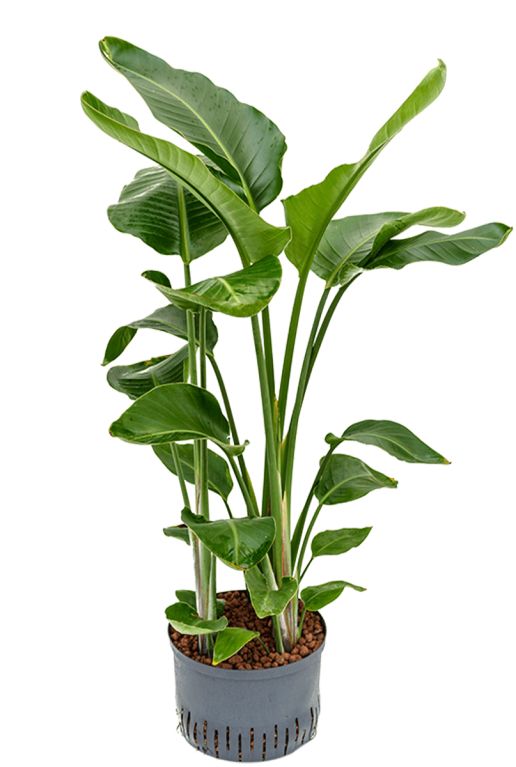 Strelitzia hydro