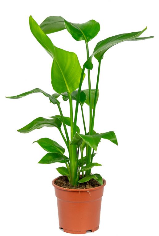 Plantes Strelitzia