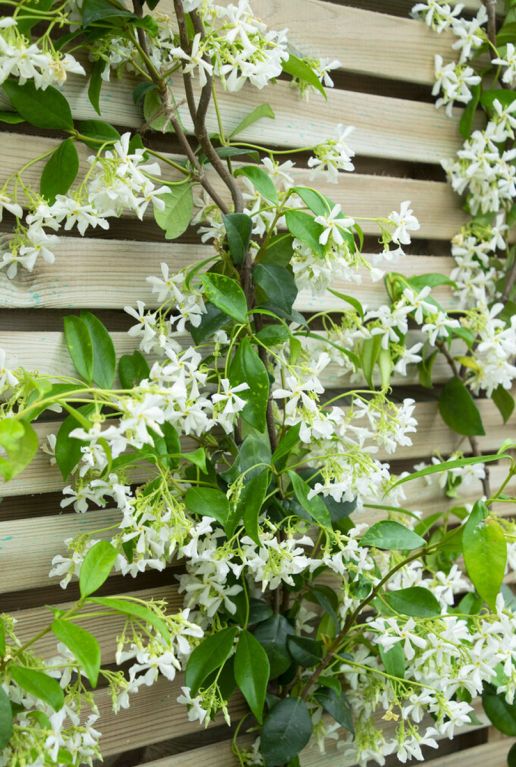 Trachelospermum jasminoides