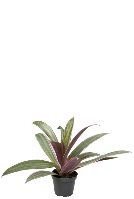 Tradescantia spathacea