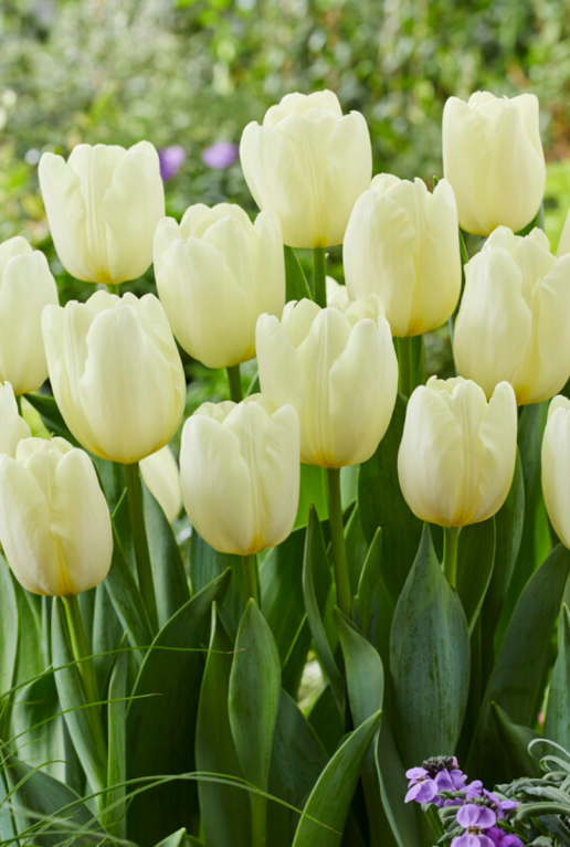 Tulipa white sfeer