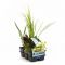  Plantes aquatiques purifiantes en pack de six