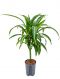 Dracaena hawaiian sunshine