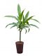 Dracaena janet craig