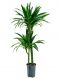 Dracaena kraft