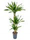 Dracaena riki