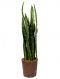 Sansevieria coral black