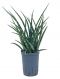 Sansevieria fernwood