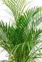 Areca bladeren 