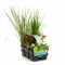  Plantes aquatiques favorables aux insectes en pack de six