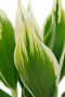 Fris groen blad met witte punten Cordyline Conga