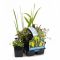  Plantes aquatiques indigènes en pack de six