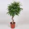 Ficus Amstel King