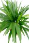 Areca (chrysalidoc.) lutescens 