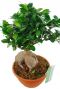 Ficus microcarpa ginseng